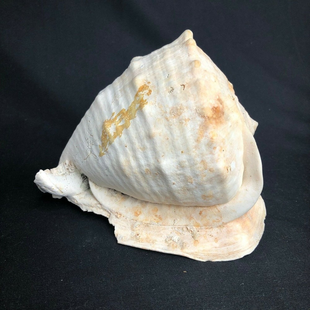 Queen Helmet Conch Shell Horned Large Natural Seashell 6"